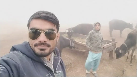 I will do happy birthday video say anything you want with funny buffaloes